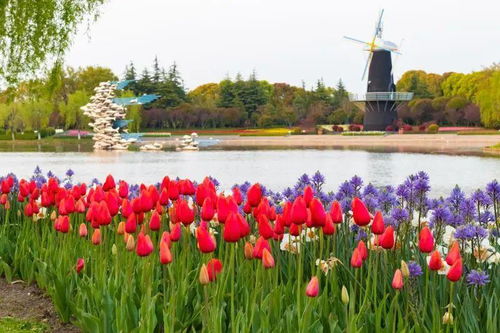 (花田小院官网)花田小院官方正版:探索田园生活的独特魅力与纯粹乐趣 (花田小院官网)花田小院官方正版:探索田园生活的独特魅力与纯粹乐趣