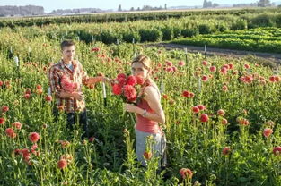 (花田小院官网)花田小院官方正版:探索田园生活的独特魅力与纯粹乐趣 (花田小院官网)花田小院官方正版:探索田园生活的独特魅力与纯粹乐趣