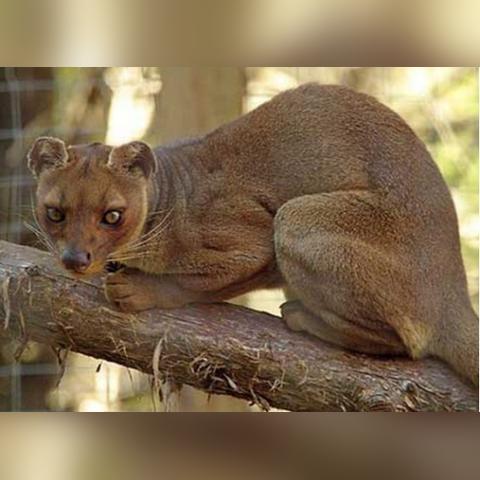 (游戏灵猫传)探秘神秘世界,畅玩灵猫传手游下载体验神秘冒险之旅 (游戏灵猫传)探秘神秘世界,畅玩灵猫传手游下载体验神秘冒险之旅