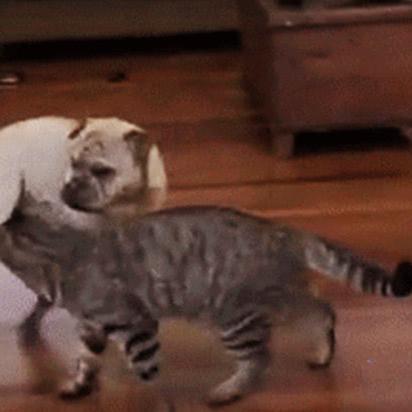 (狸花猫狸猫)狸花猫尘白，落户山林间，自由奔跑扑兔追