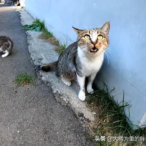 (狸花猫狸猫)狸花猫尘白，落户山林间，自由奔跑扑兔追