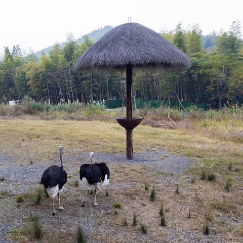 (小浣熊百将传手游百度百科)小浣熊百将传手游下载,让你开启奇幻冒险之旅 (小浣熊百将传手游百度百科)小浣熊百将传手游下载,让你开启奇幻冒险之旅