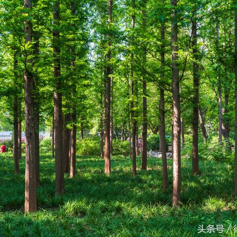 详细指南：如何在仙踪林网站免费入口进行注册并探索独特的在线体验