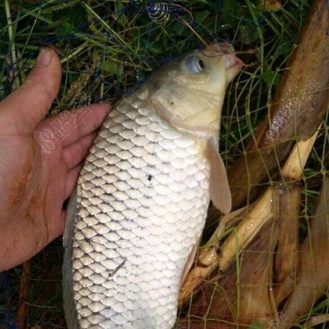 (免费下载钓鱼看漂应用,轻松掌握钓鱼技巧的软件)免费下载钓鱼看漂应用,轻松掌握钓鱼技巧 (免费下载钓鱼看漂应用,轻松掌握钓鱼技巧的软件)免费下载钓鱼看漂应用,轻松掌握钓鱼技巧