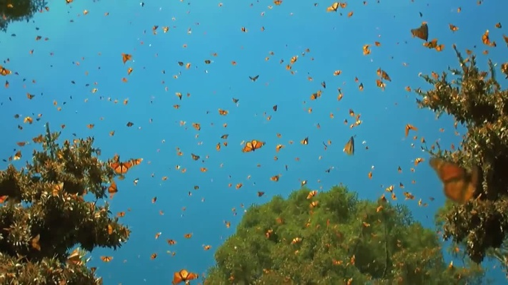 (星罗棋布的解释)星罗棋布间的生命之舞:斑斓斑斓的蝴蝶群 (星罗棋布的解释)星罗棋布间的生命之舞:斑斓斑斓的蝴蝶群