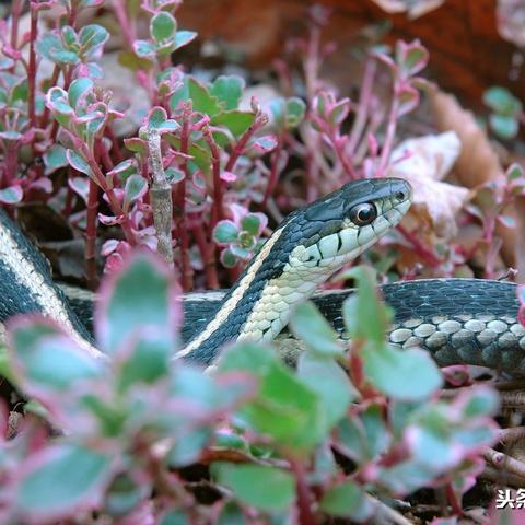 (东方归言录 图鉴)东方归言录人物图鉴:穿梭于历史与传说间的神秘角色揭秘 (东方归言录 图鉴)东方归言录人物图鉴:穿梭于历史与传说间的神秘角色揭秘